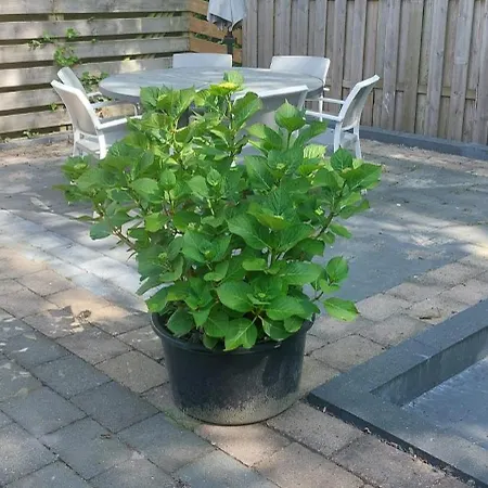 Cappuccetto Rosso Casa de Férias